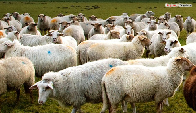 Köyüne dönene 300 koyun ,detayları açıklanıyor.